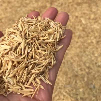 rice-husk 1